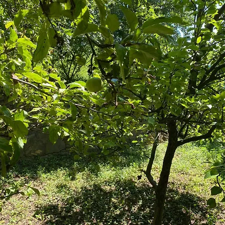 Luxury 3 Bedroom In A Forest 10min Drive From Center Villa Budapest