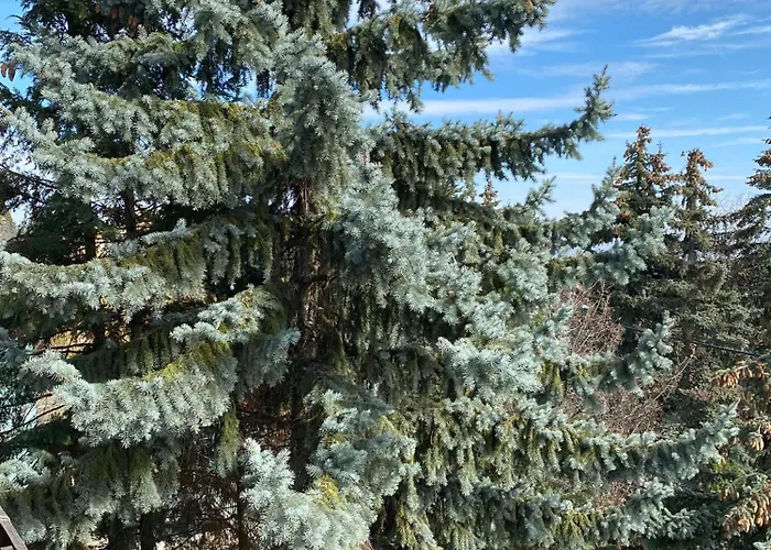Вилла Luxury 3 Bedroom In A Forest 10min Drive From Center Будапешт
